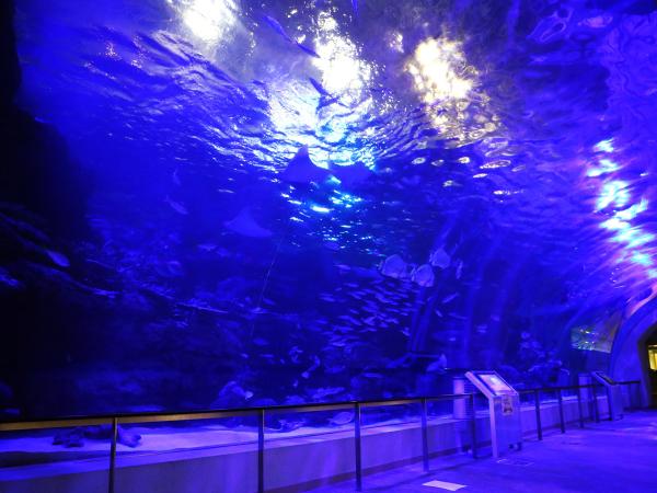 夏季夜間水族館