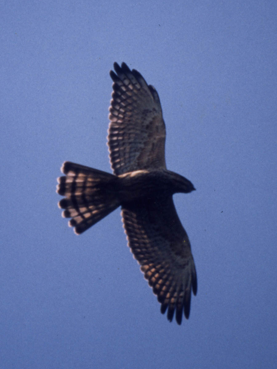 Buzzard migration