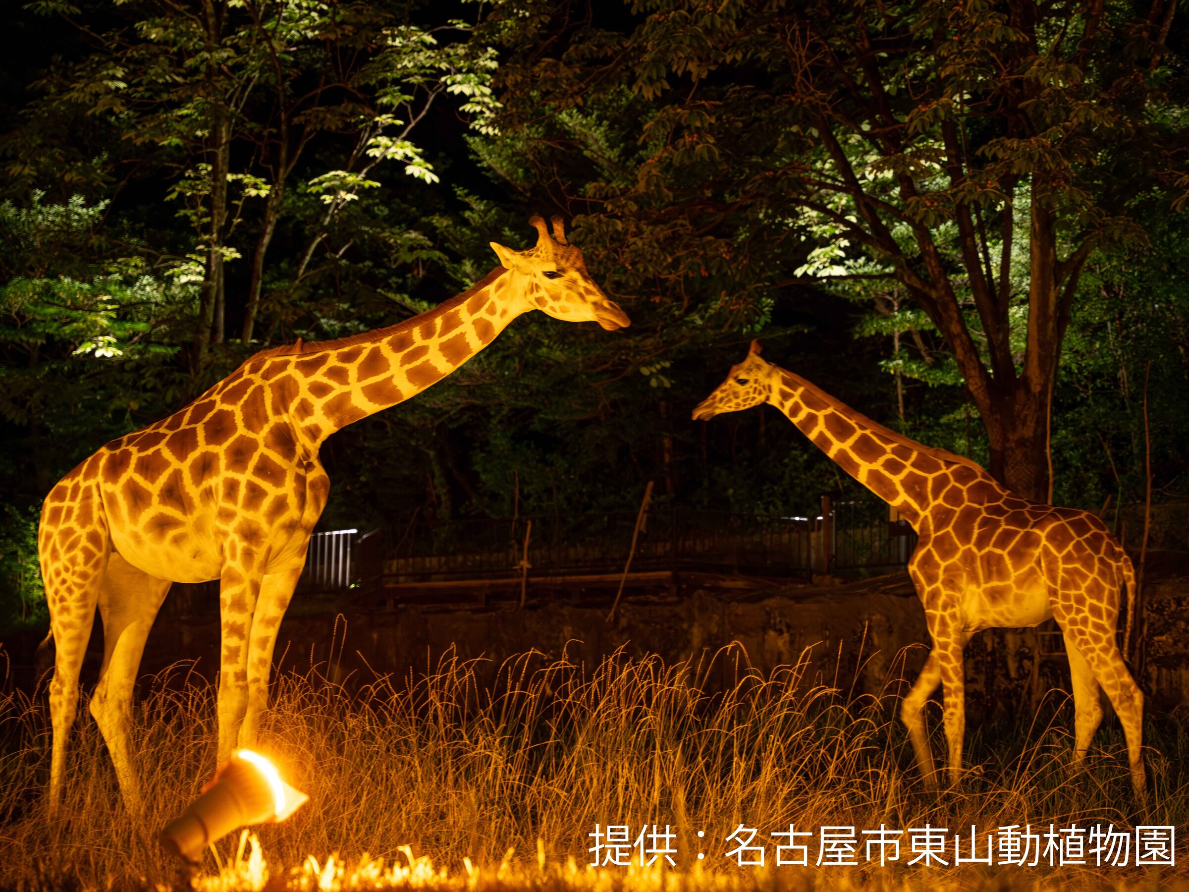 Night Zoo