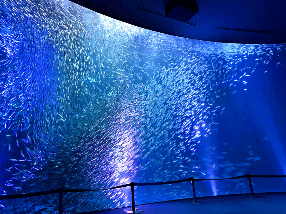 Port of Nagoya Public Aquarium Golden Week Night Aquarium