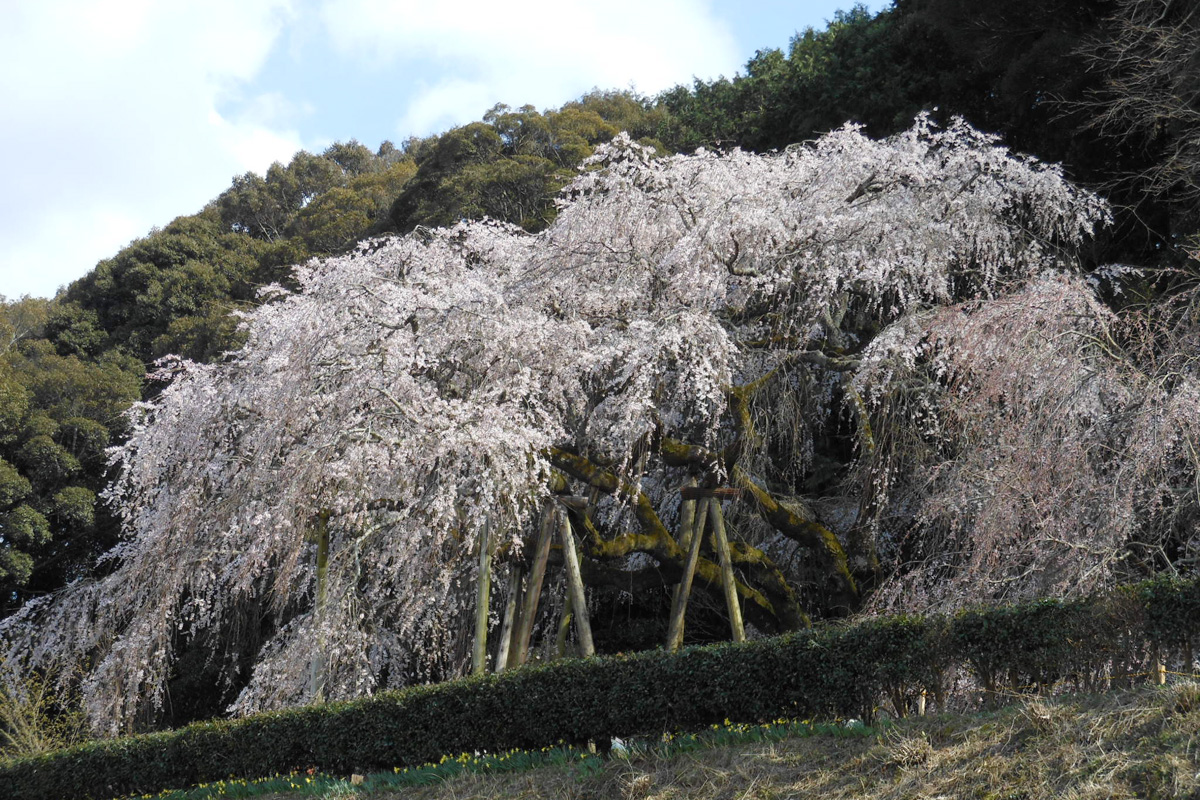 奥山田枝垂櫻