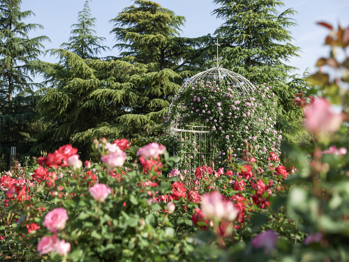 鶴舞公園　RoseFestival　花菖蒲節