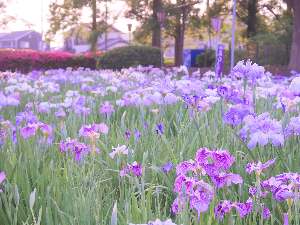 เทศกาลดอกไอริส เมืองเฮคินัน