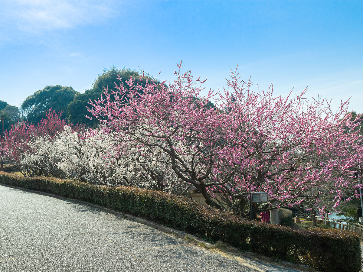 赤塚山公園梅花節