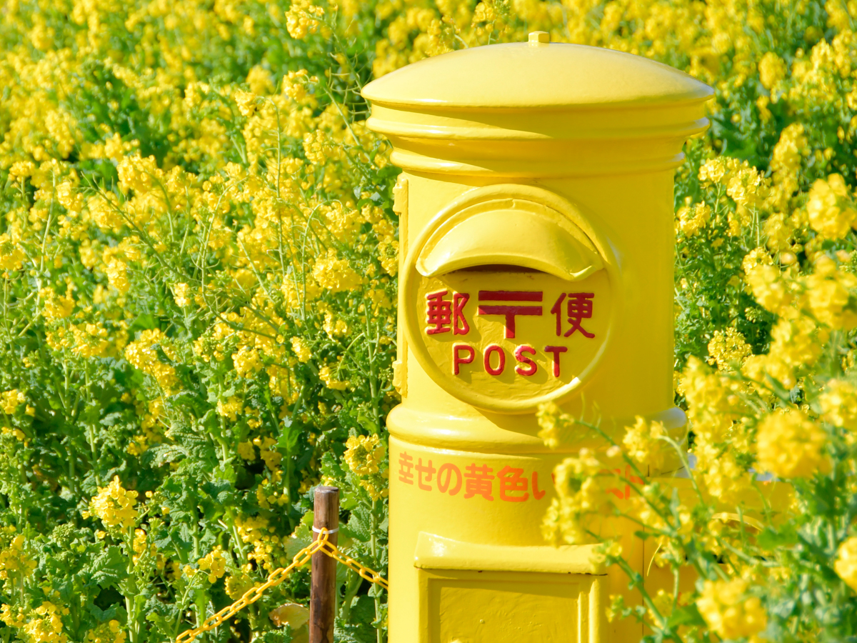 渥美半岛油菜花节