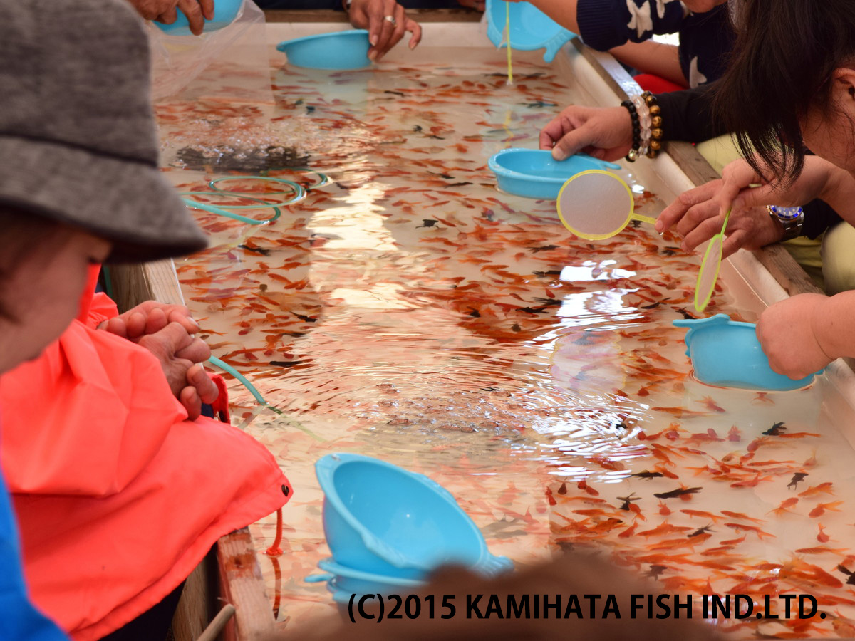 Best Goldfish of Japan Tournament