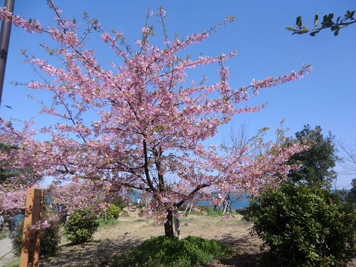 聖崎公園的河津櫻