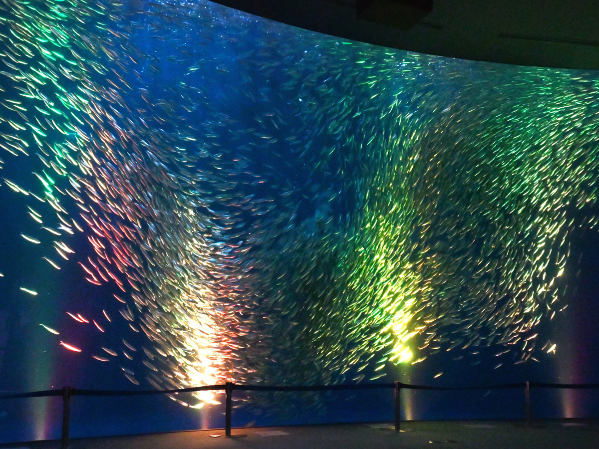 聖誕節水族館活動