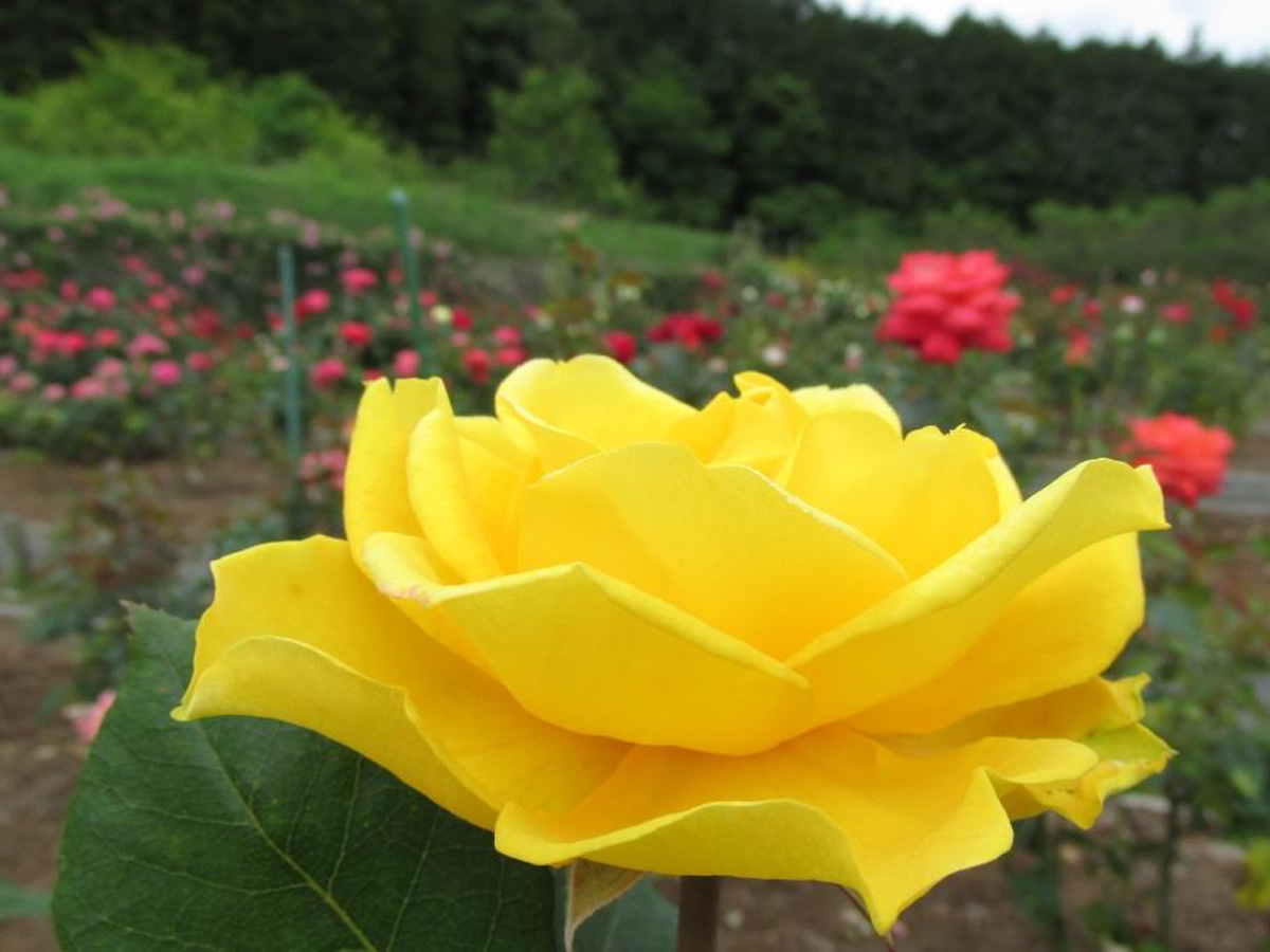 Peak rose season at Okutono Jinya