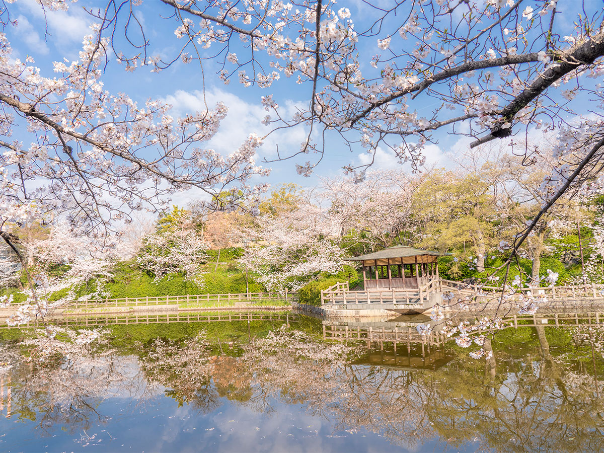 Kariya Cherry Blossom Festival (Kijo Park)
