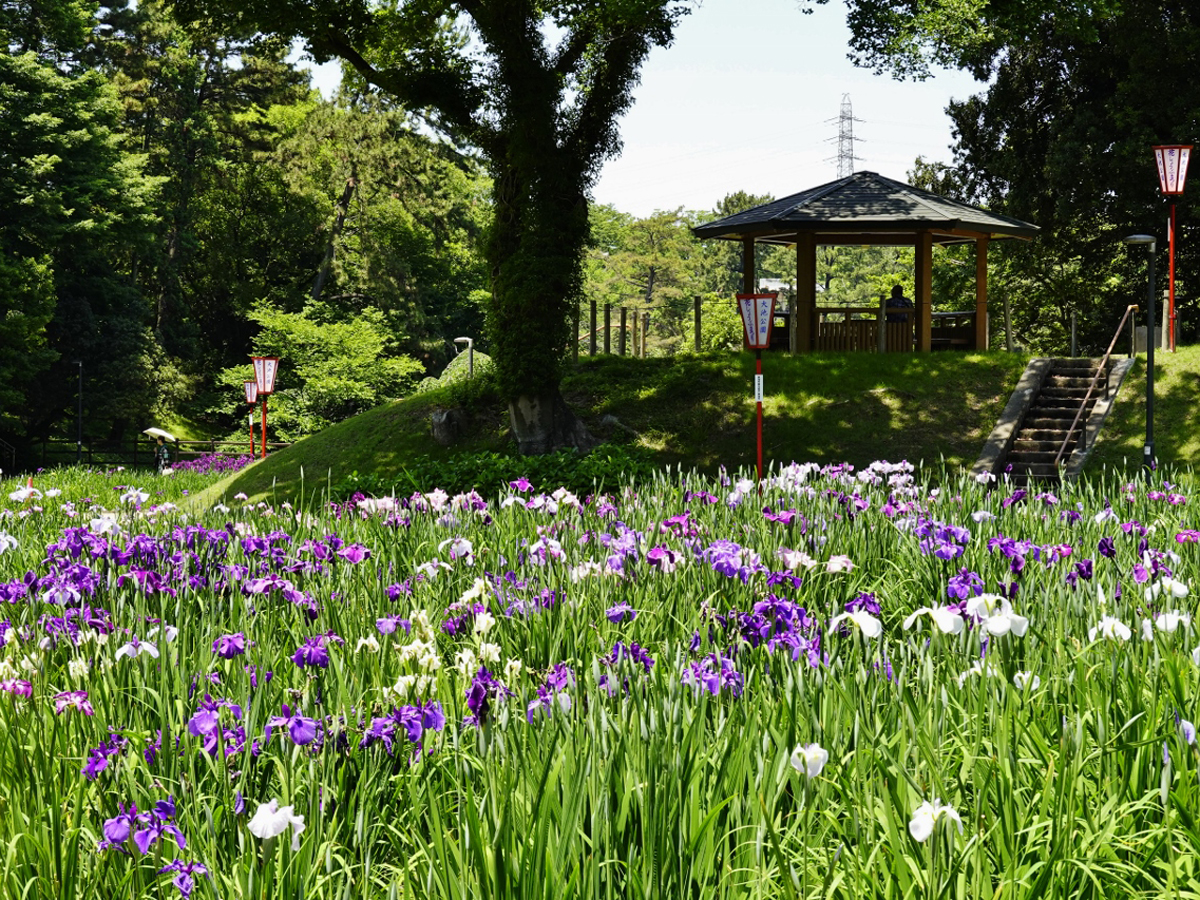 大池公園 花菖蒲節