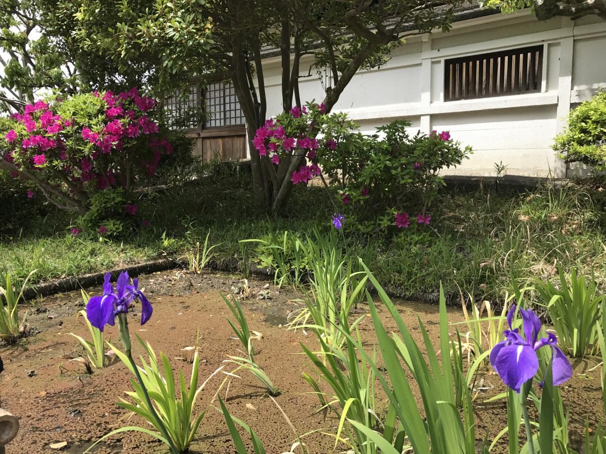 Historic Yatsuhashi Water Iris Festival