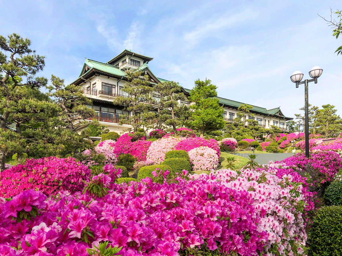 蒲郡古典酒店　杜鹃花节