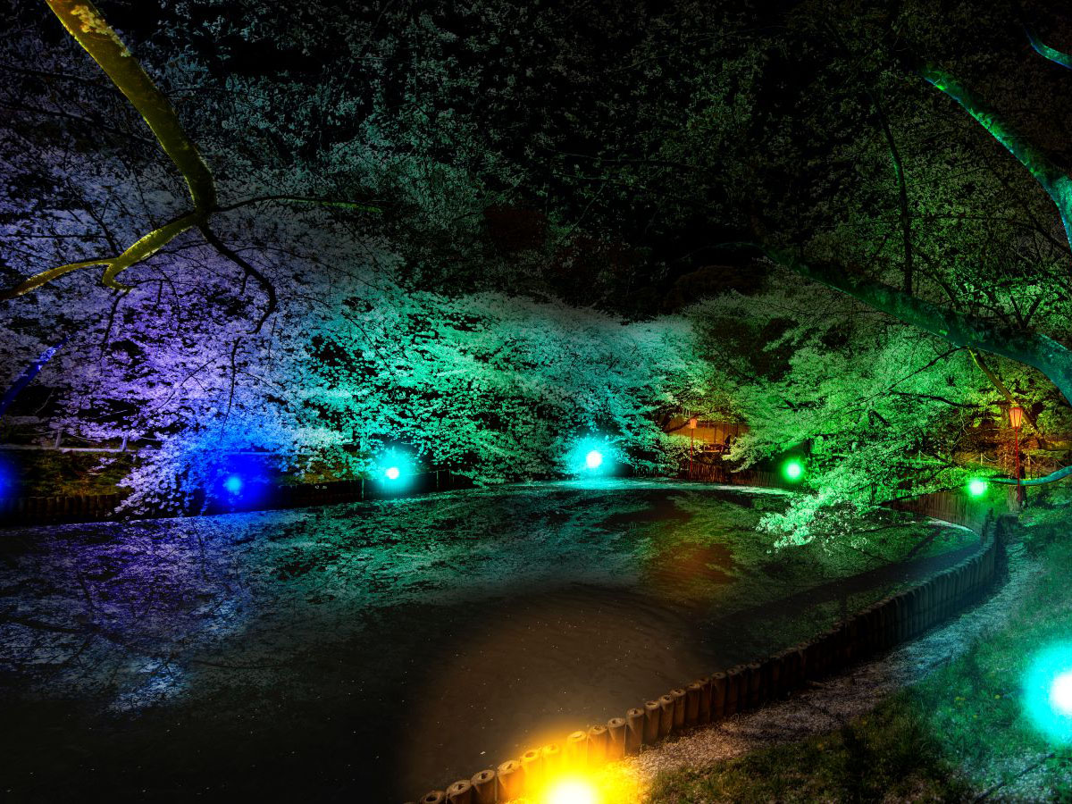 大池公園櫻花節