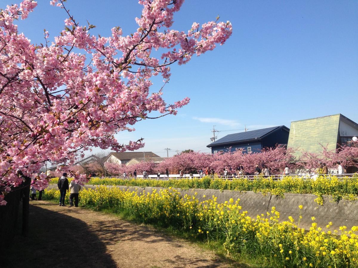 免々田川油菜花和樱花节