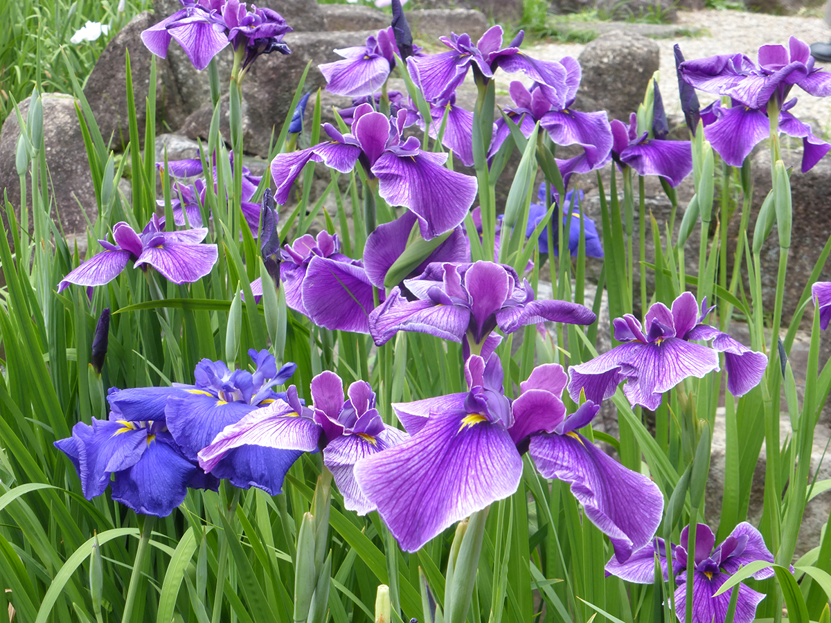 鶴舞公園　RoseFestival　花菖蒲節