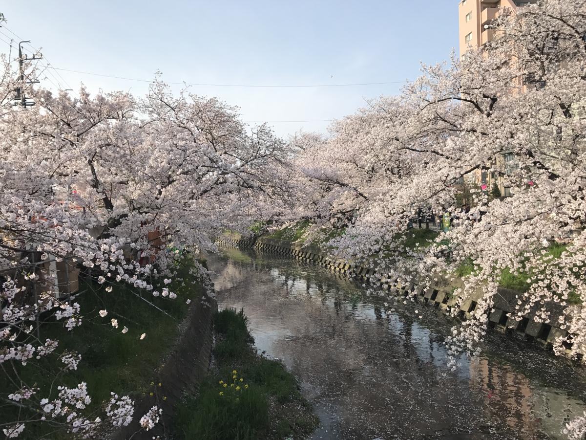 岩倉櫻花節
