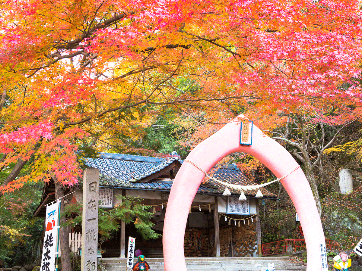 Momotaro Autumn Leaves Boat Tour
