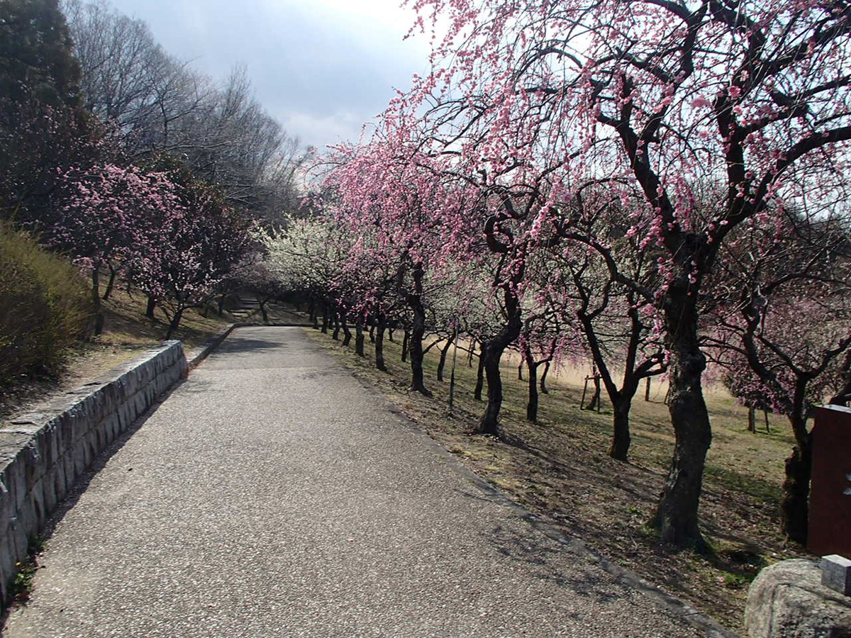 第15届平芝公园梅花节