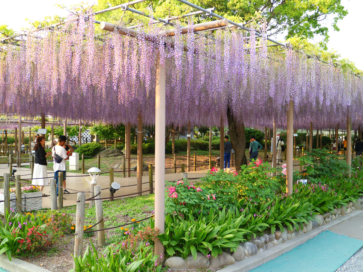江南藤花节