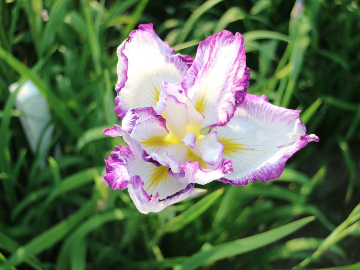 Man'yo Park and Takamatsu Garden's Japanese Iris Festival