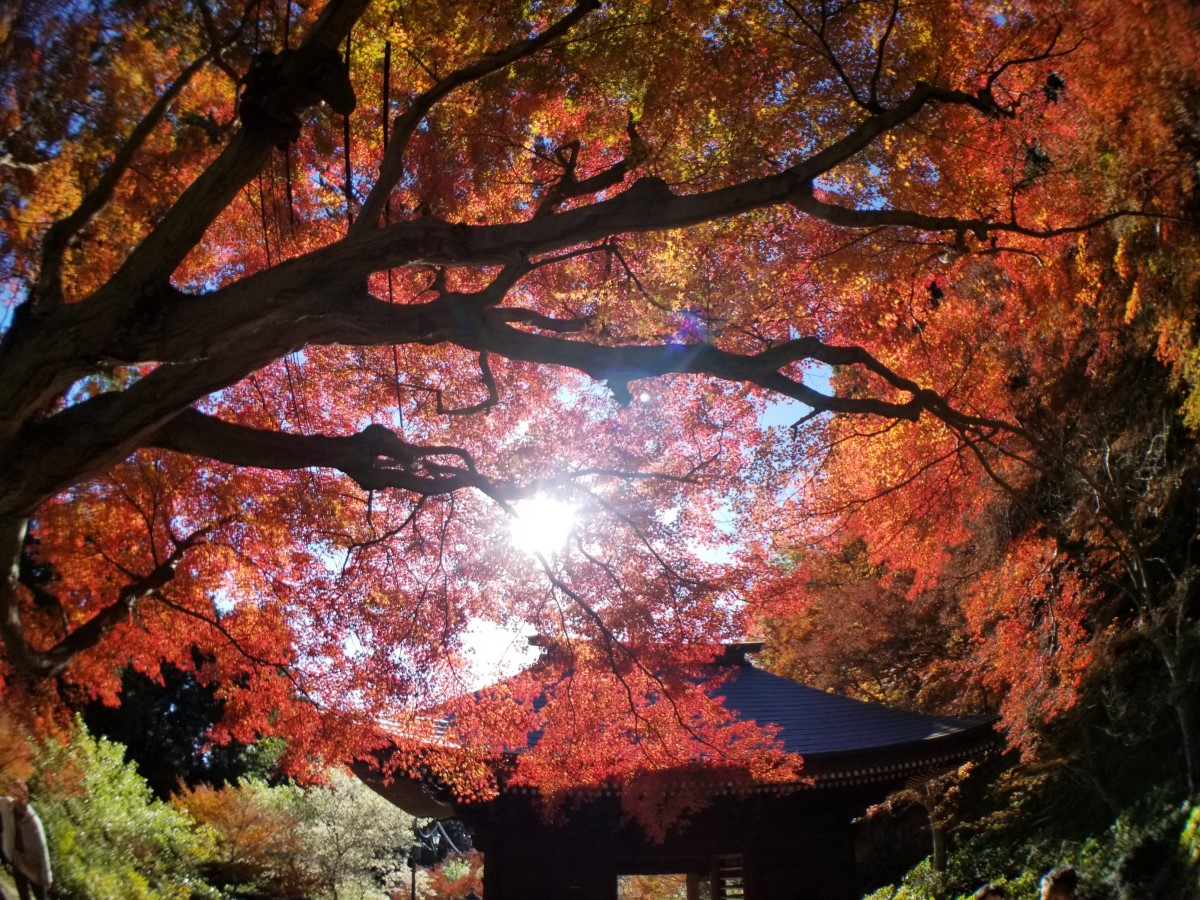豐橋的紅葉寺 普門寺 紅葉節