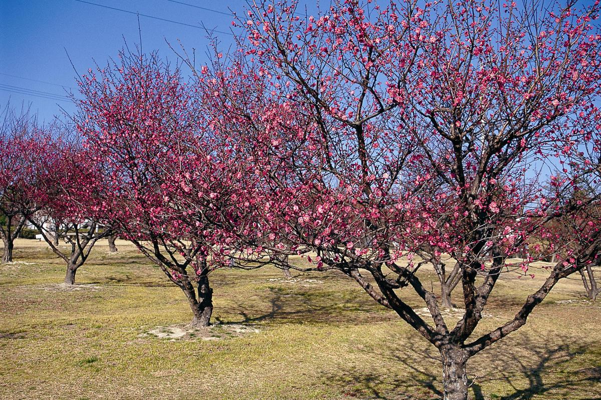 南公园 梅花节
