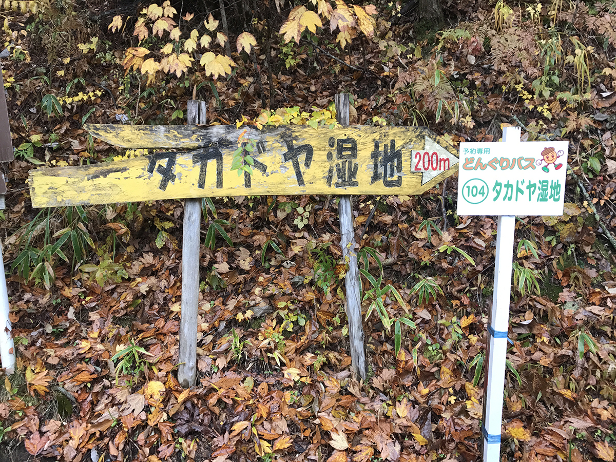 Takadoya湿地 红叶节