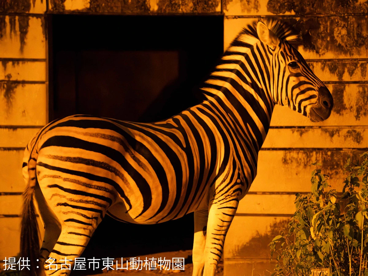 東山動植物園　ナイトZOO