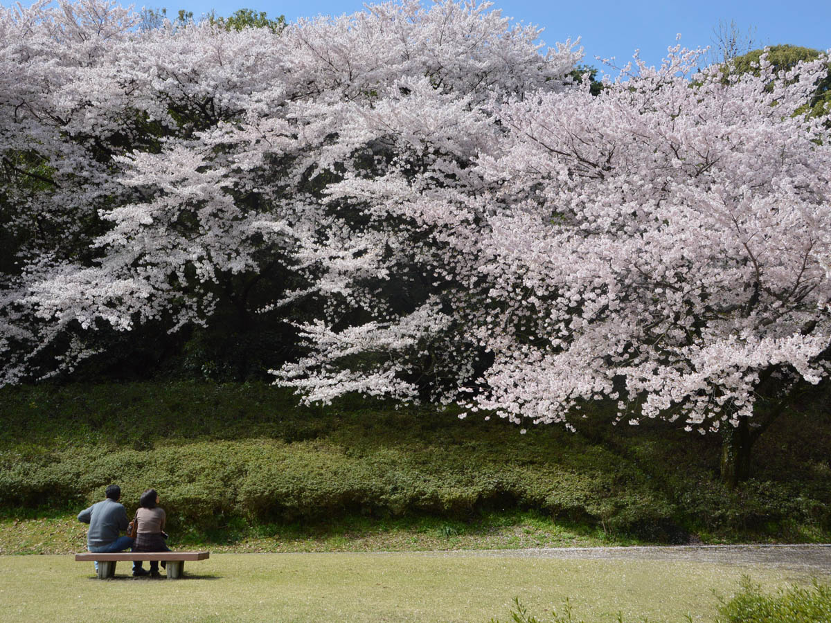小牧山さくらまつり