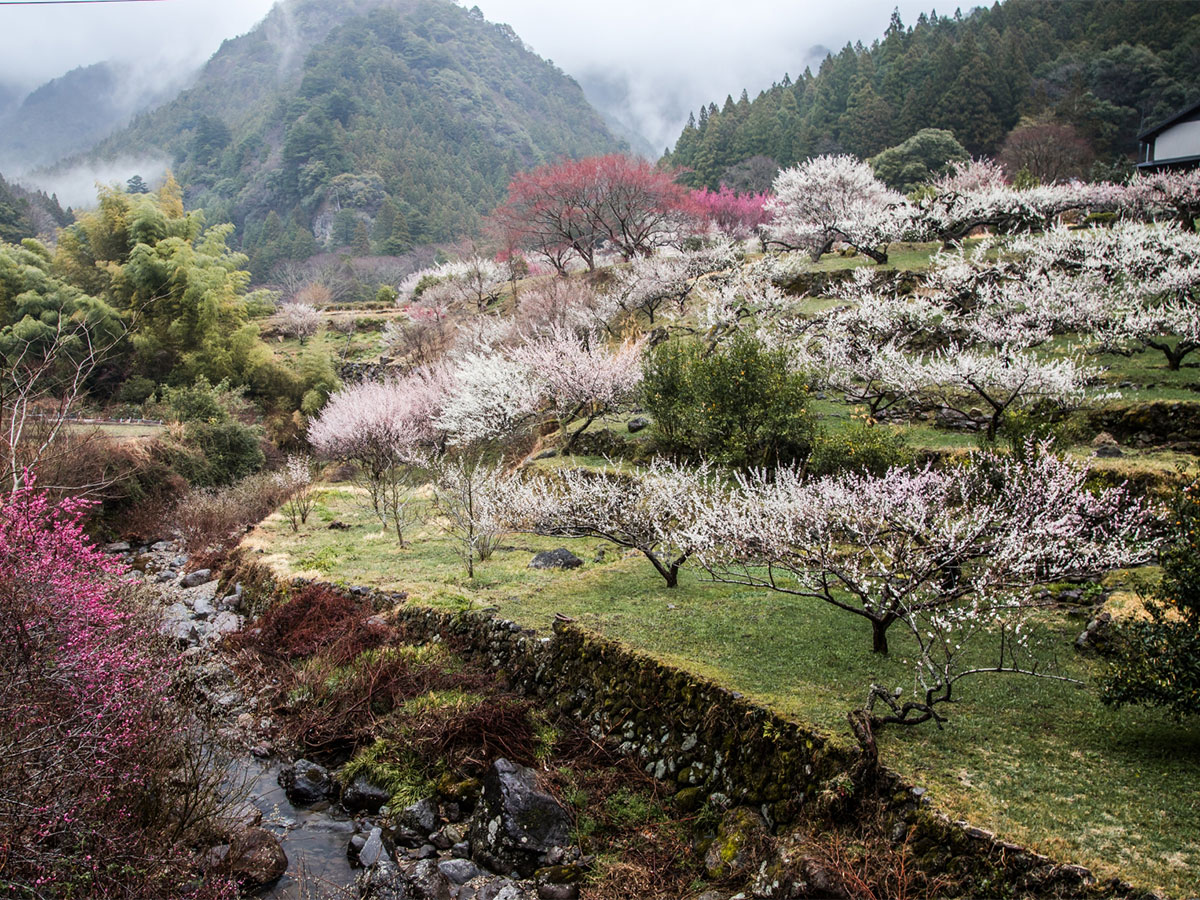 川売の梅花まつり