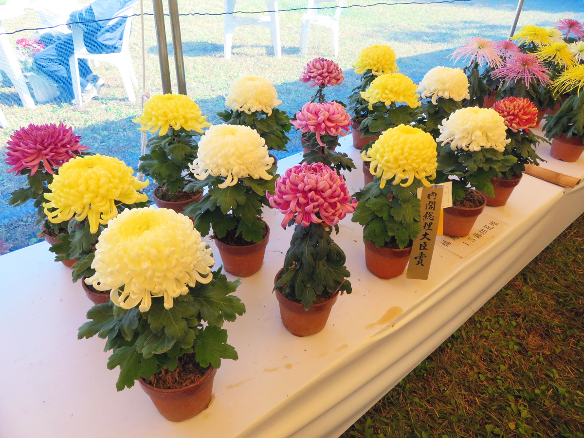 一宮菊花大会