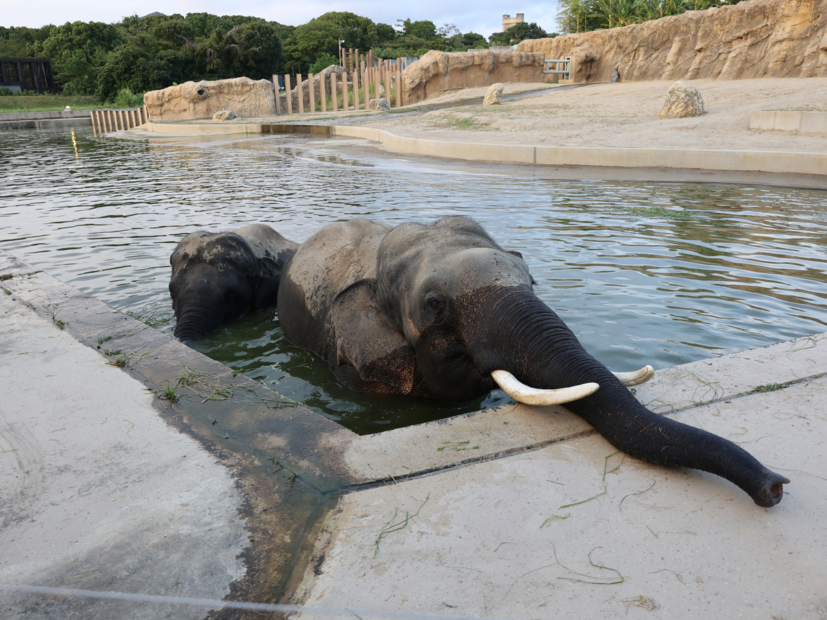 豊橋総合動植物公園(のんほいパーク)「ナイトZOO」