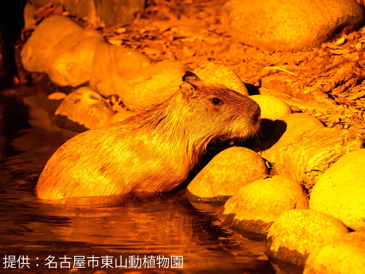 東山動植物園　ナイトZOO＆GARDEN