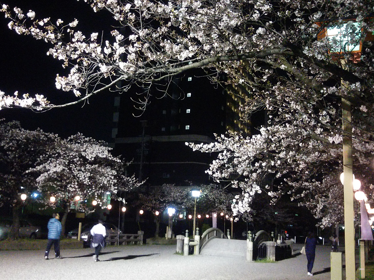国府宫樱花夜间亮灯