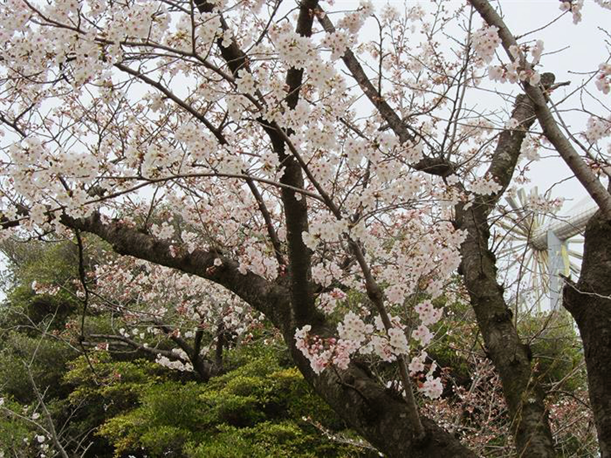 桃山公園　桜まつり