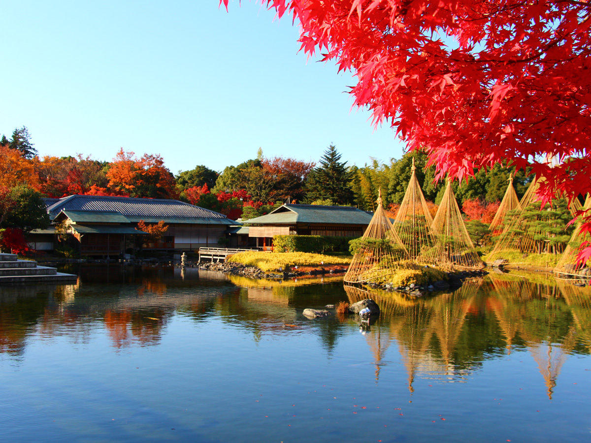 白鳥庭園「観楓会 紅葉茶会」