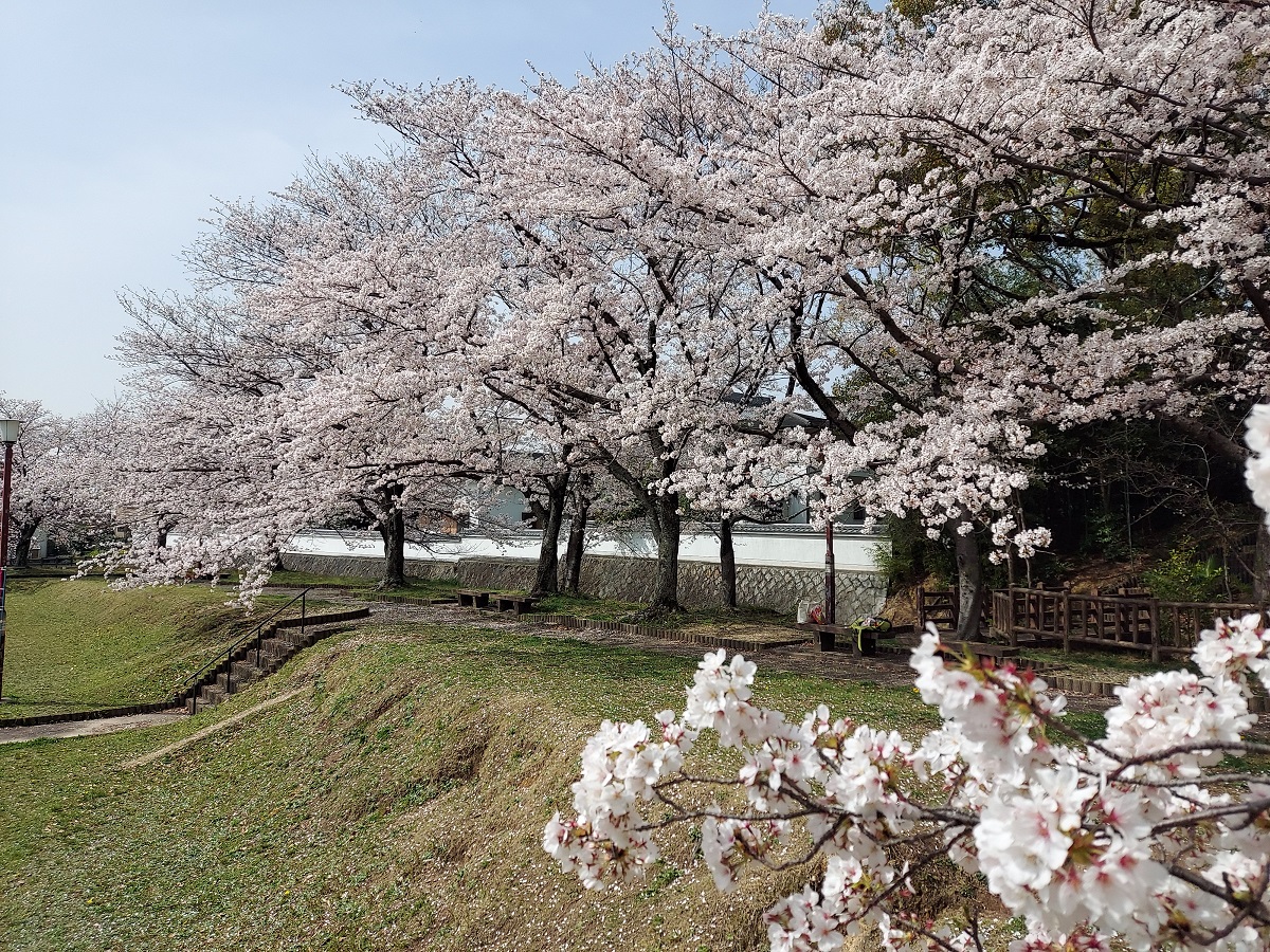 第5回 豊明市桜フォトコンテスト