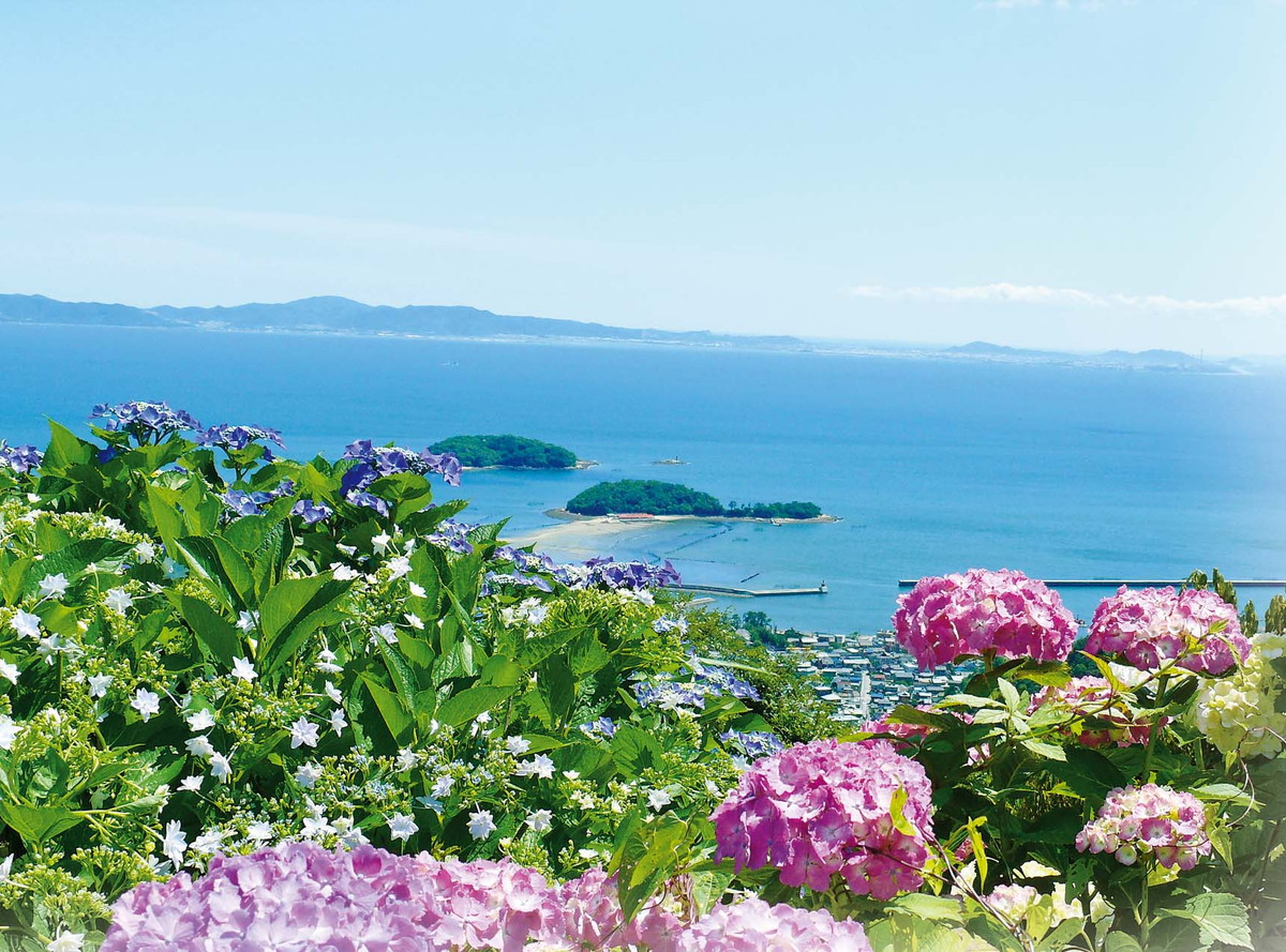 Mt. Sangane Hydrangea Festival