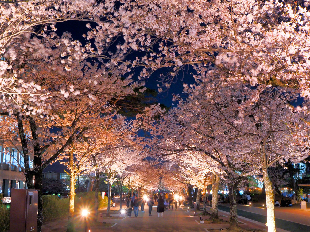 豊川市桜まつり