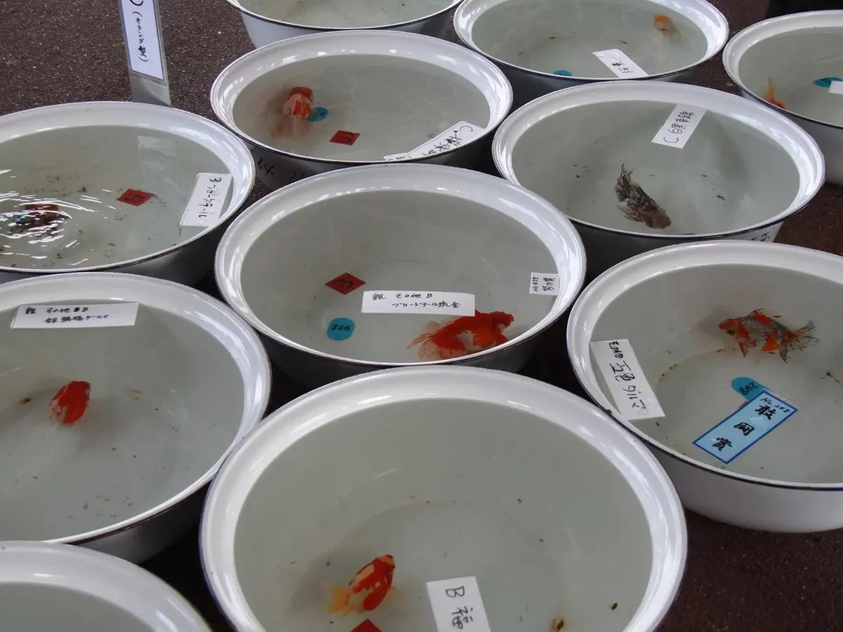 金魚日本一大会