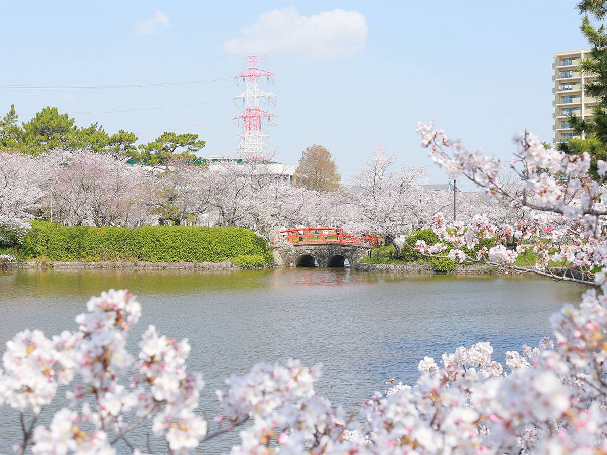 刈谷的櫻花節（龜城公園）