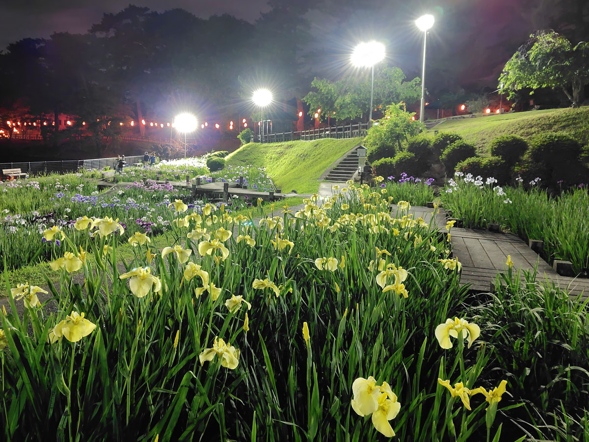 東公園花菖蒲まつり