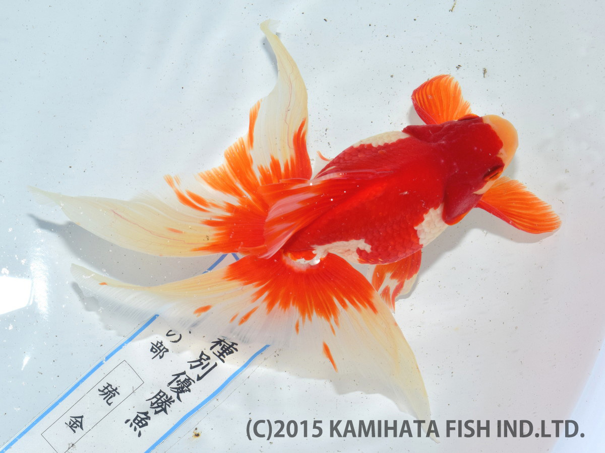 金魚日本一大会