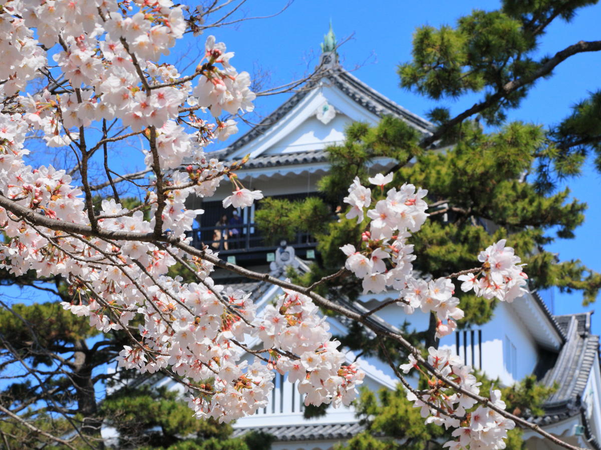 岡崎の桜まつり