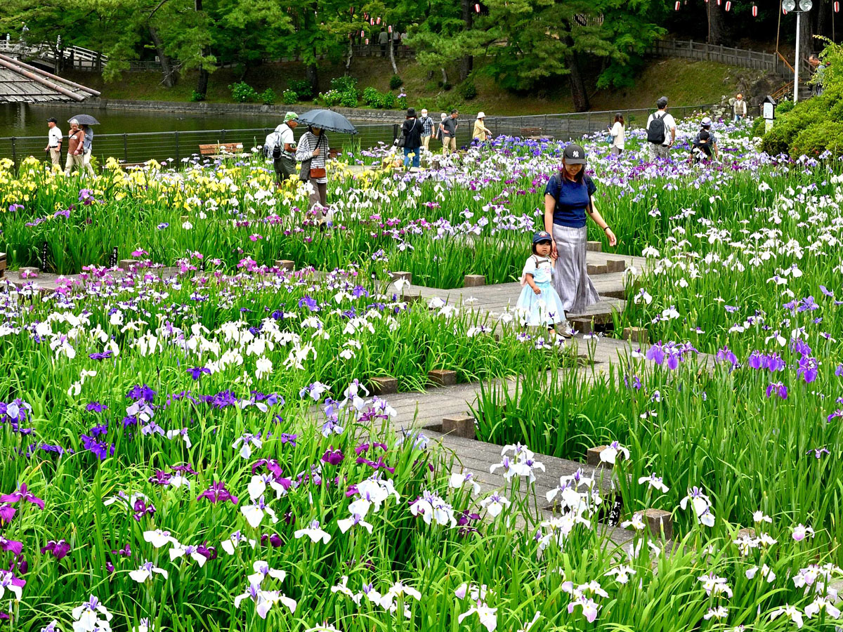 東公園花菖蒲まつり