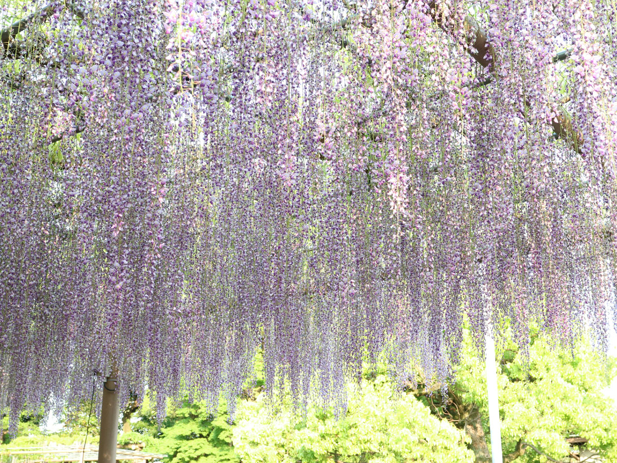 こうなん藤まつり　曼陀羅寺公園