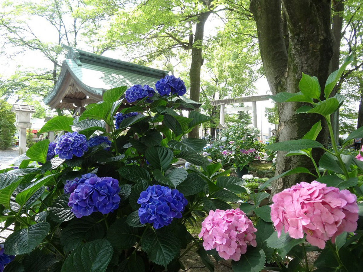 尾西あじさいまつり