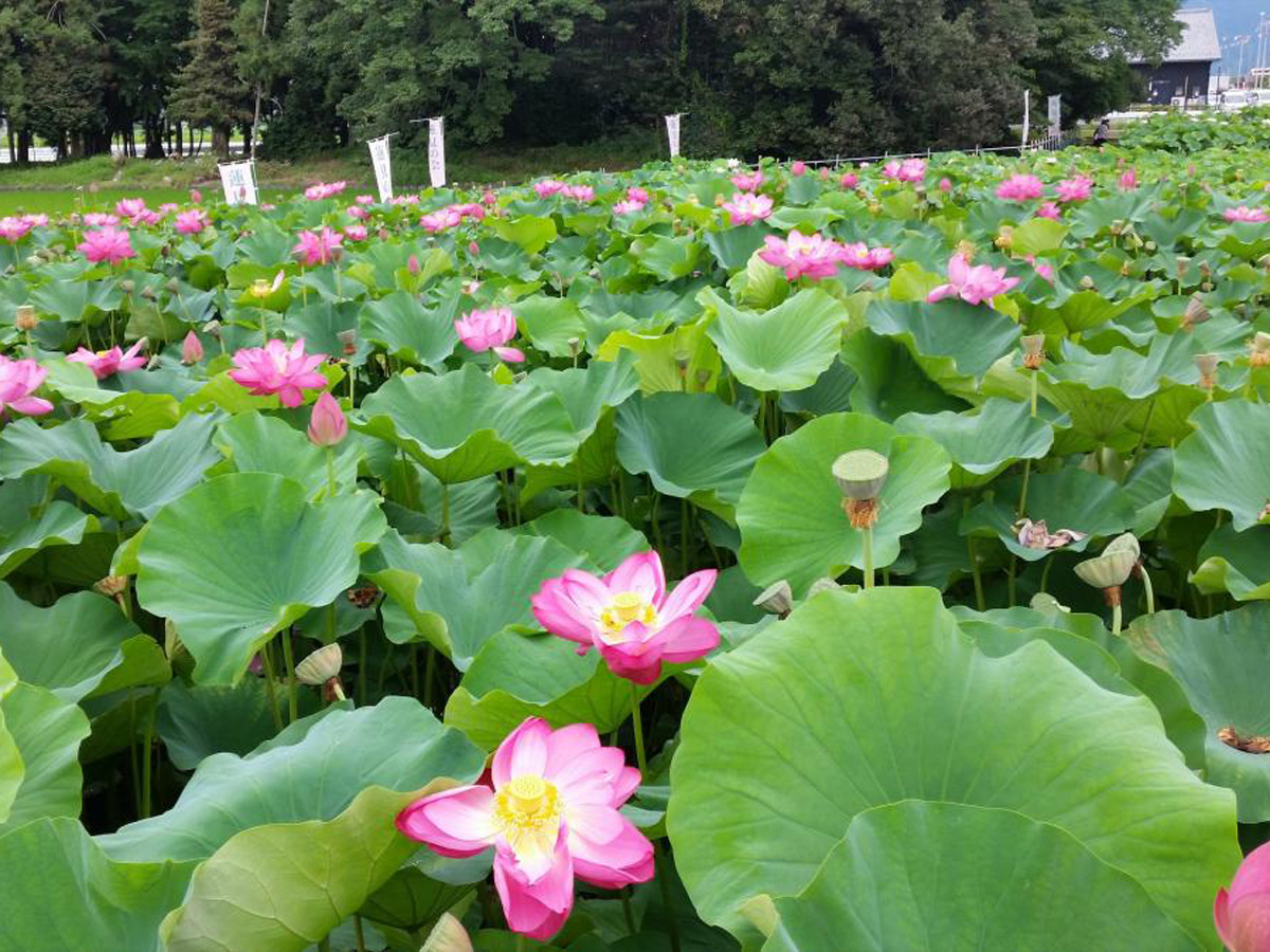 Lotus Flower Viewing Party at Morikawa Lotus Flower Field 