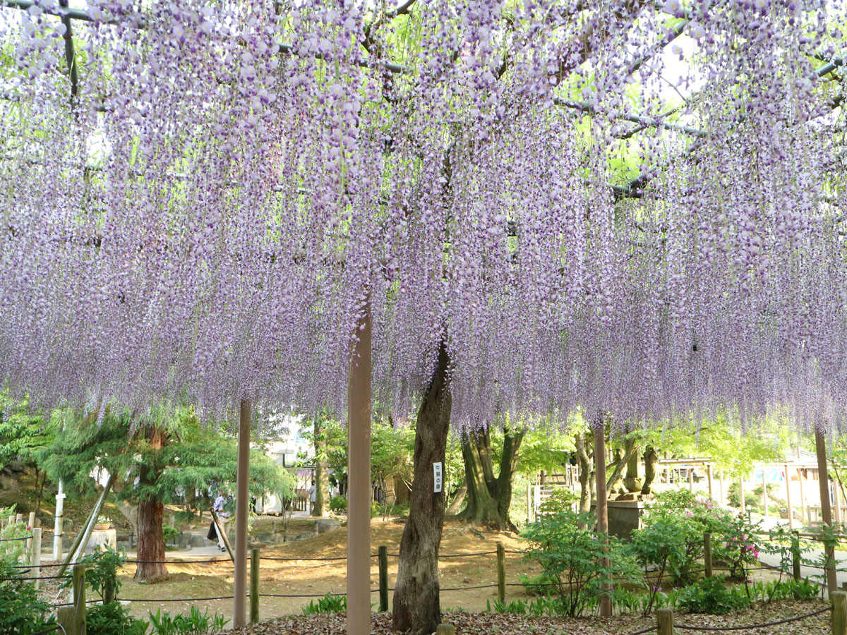 こうなん藤まつり　曼陀羅寺公園